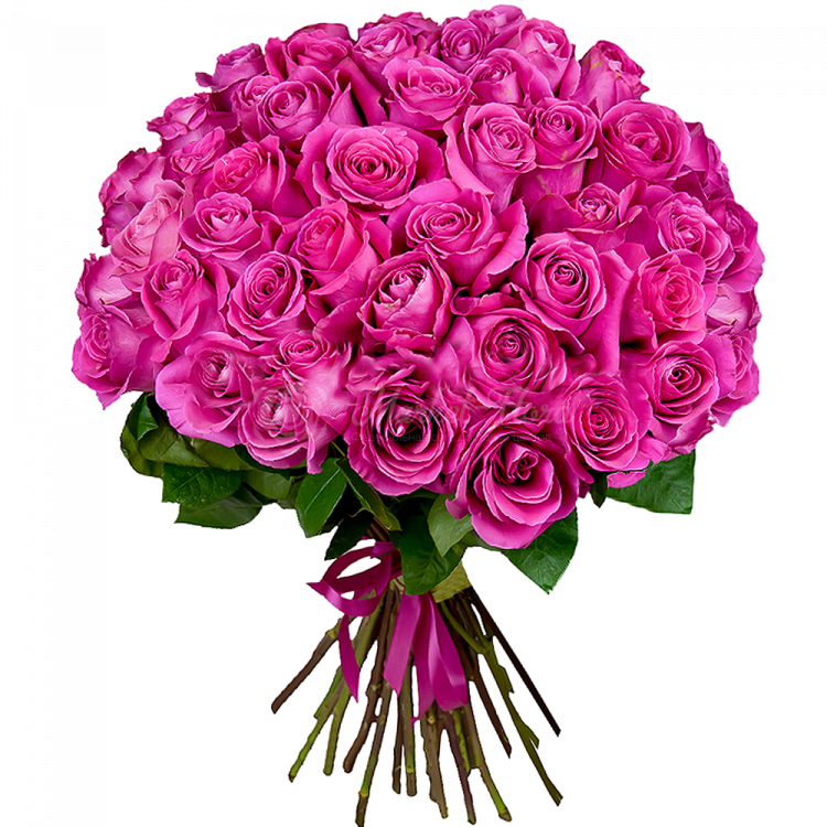 Букет из 51 ярко-розовой розы Премиум Эквадор