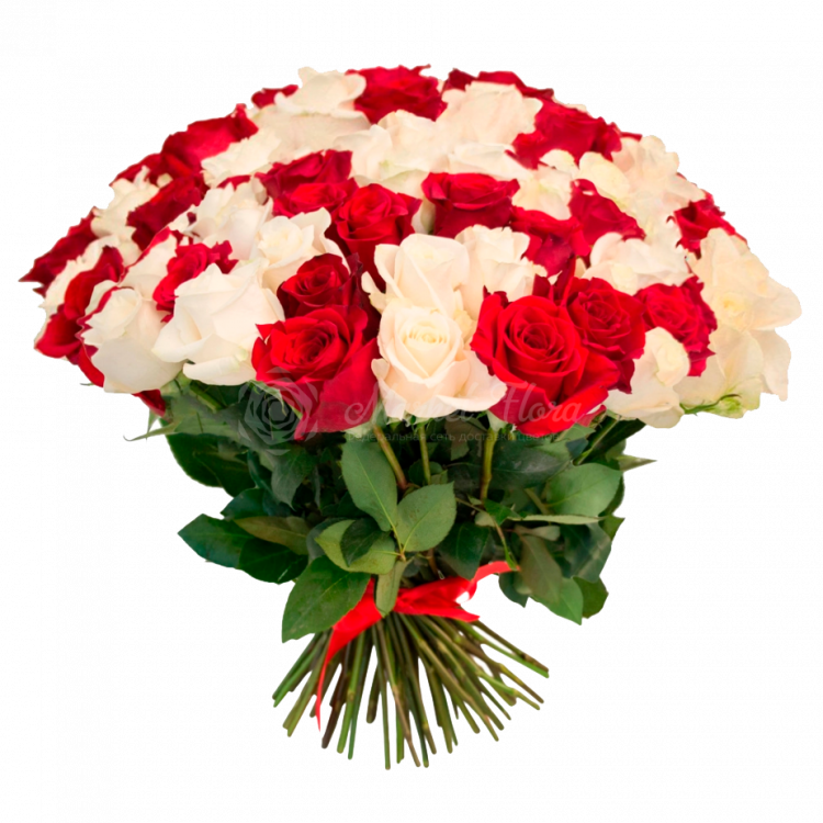 Букет из 101 красной и кремовой розы